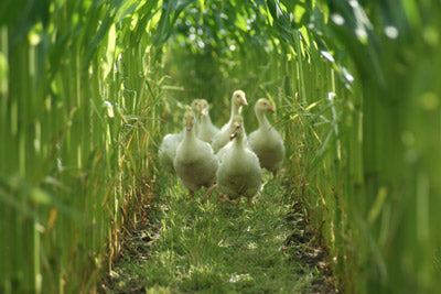 Gaensehof Clasen in Bakum